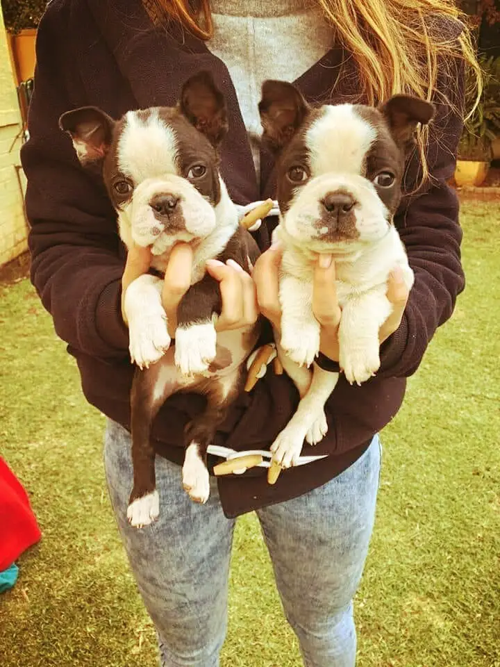 Boston Terrier Puppies in Johannesburg (18/07/2018)