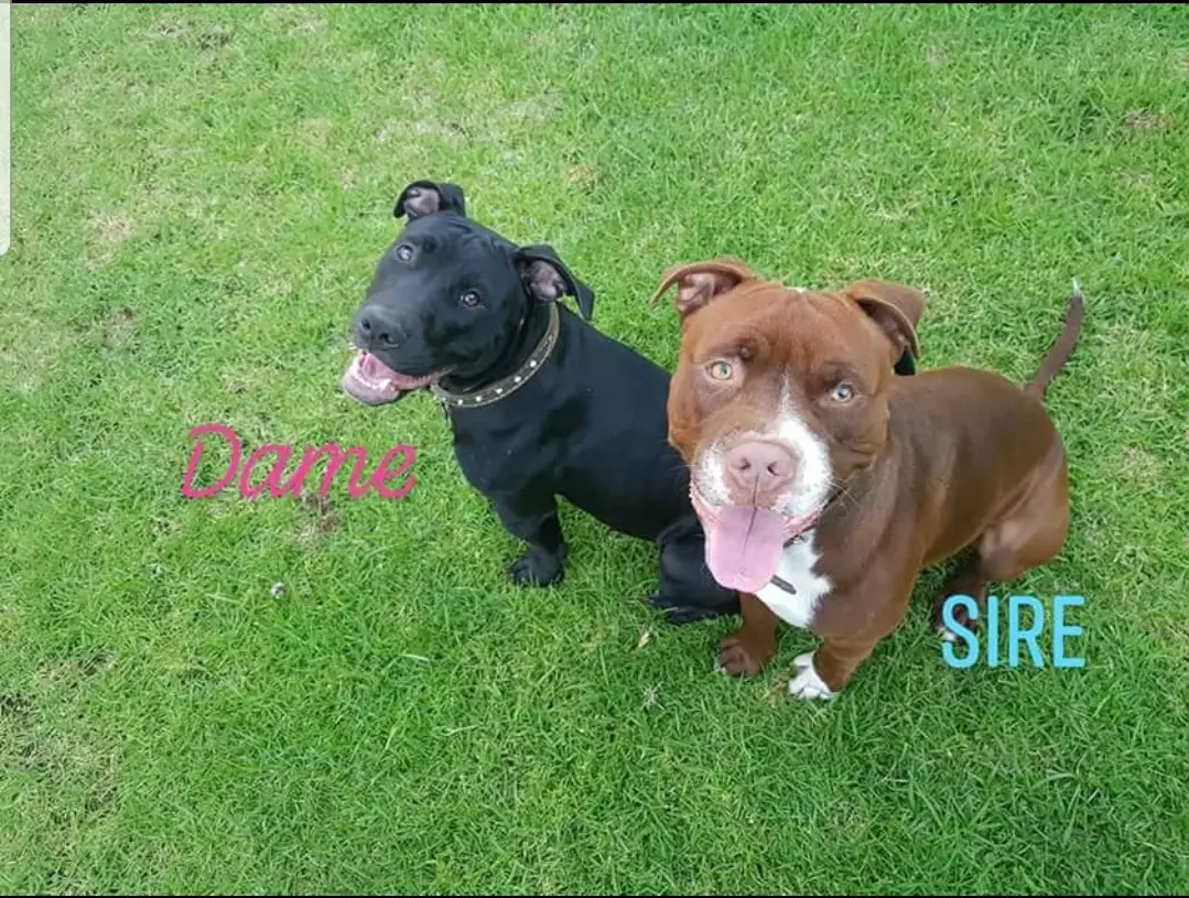 Pitbull Puppies in Pretoria (08/07/2018)