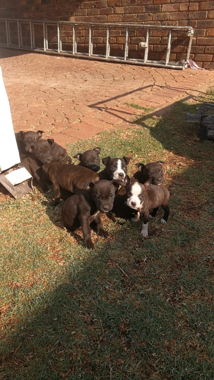 Staffie Puppies in Pretoria (16/08/2018)