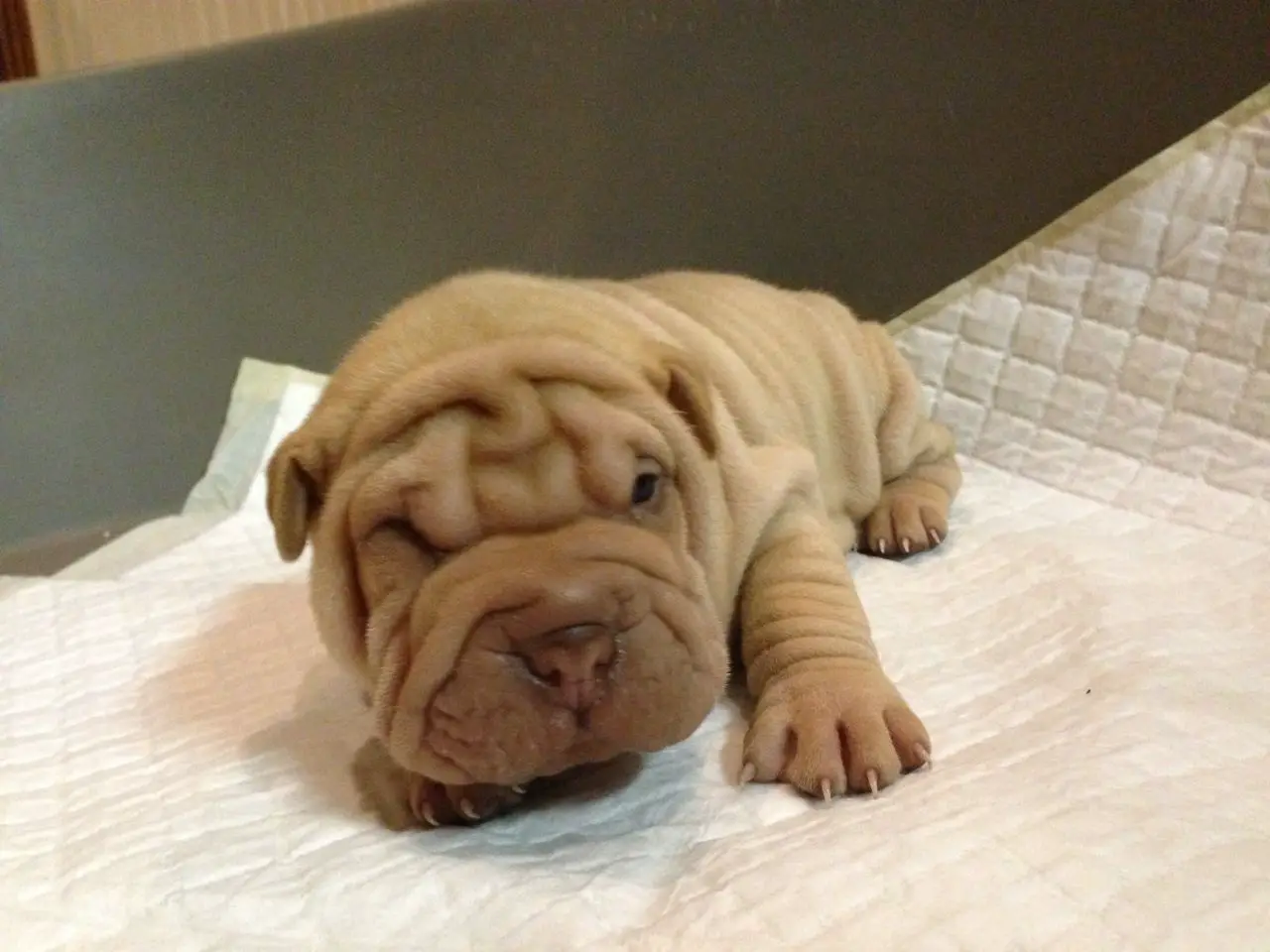 Sharpei Puppies in Cape Town (21/08/2018)