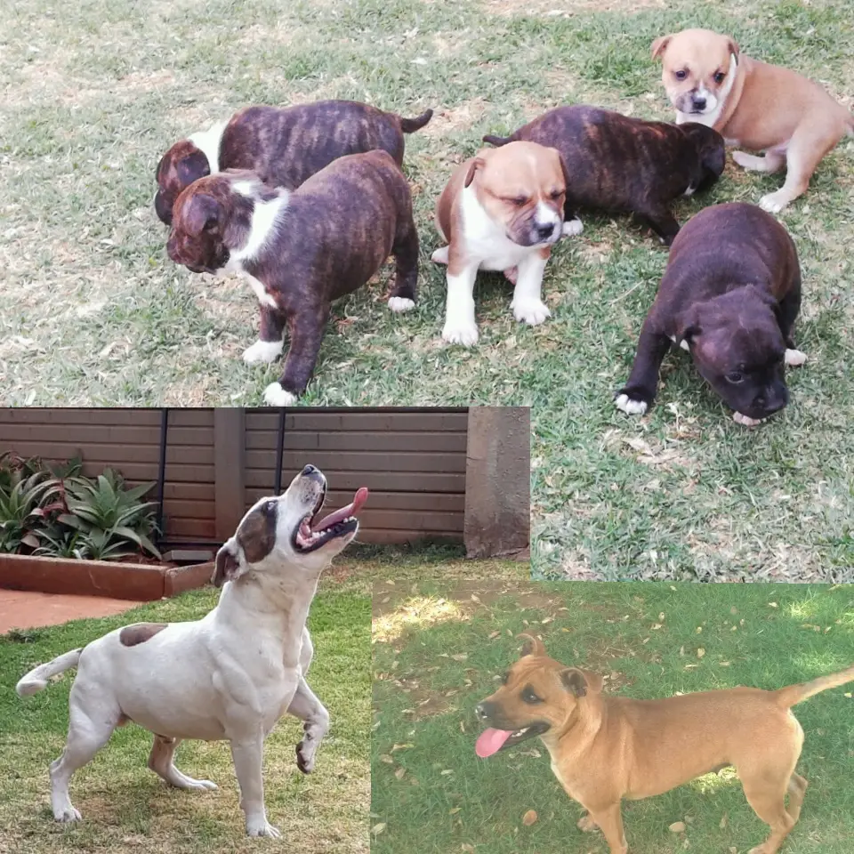Staffie Puppies in Johannesburg (14/09/2018)