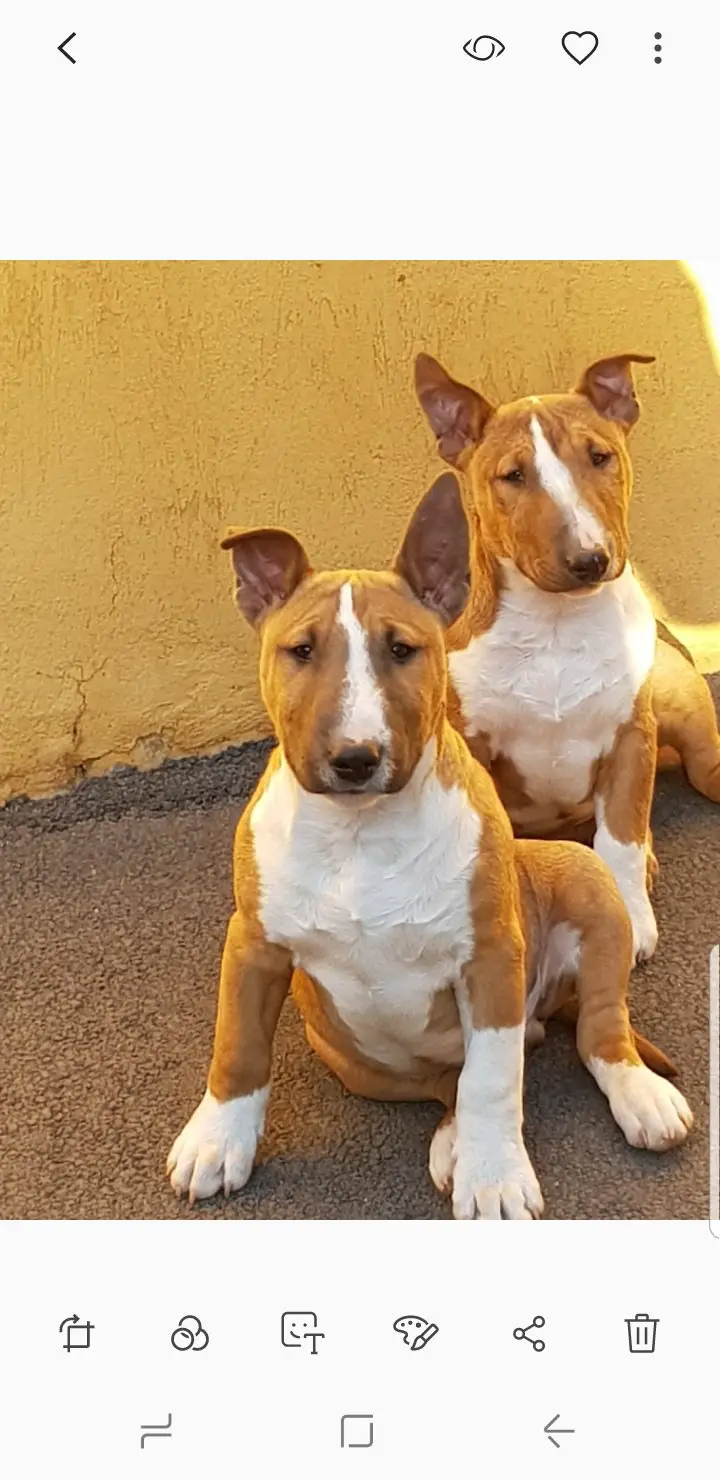 Bull Terrier Puppies in Johannesburg (30/09/2018)