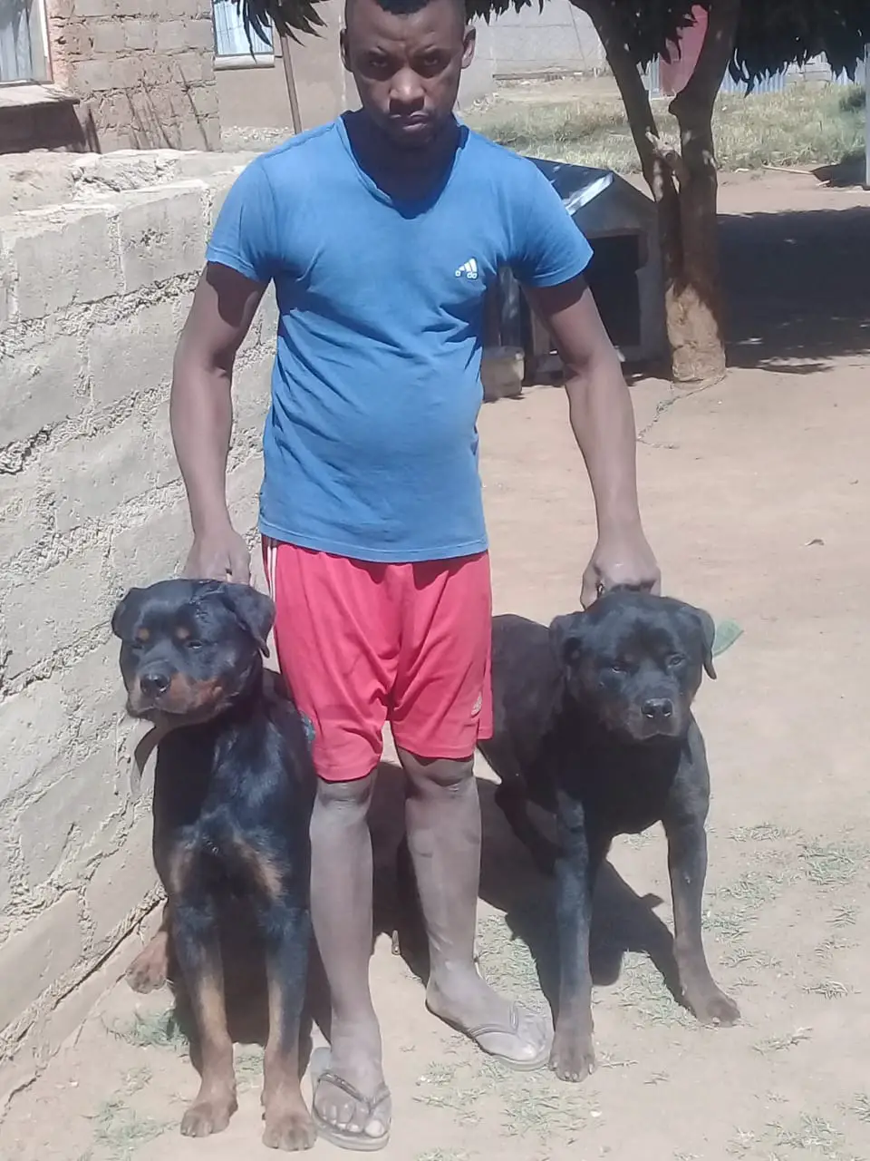 Rottweiler Puppies in Pretoria (04/10/2018)