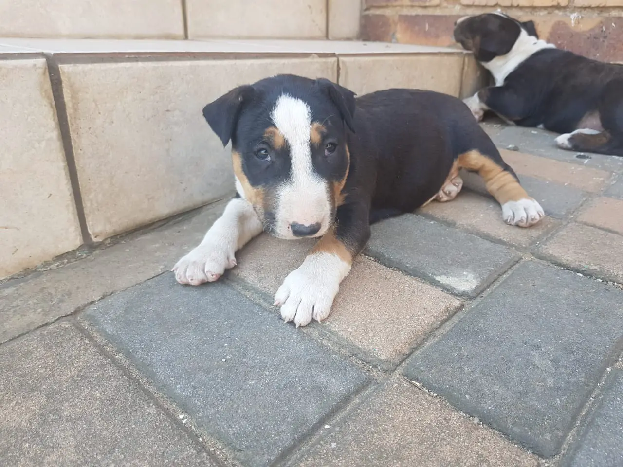 Bull Terrier Puppies in Other (31/10/2018)