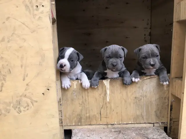 Pitbull Puppies in Johannesburg (03/10/2018)