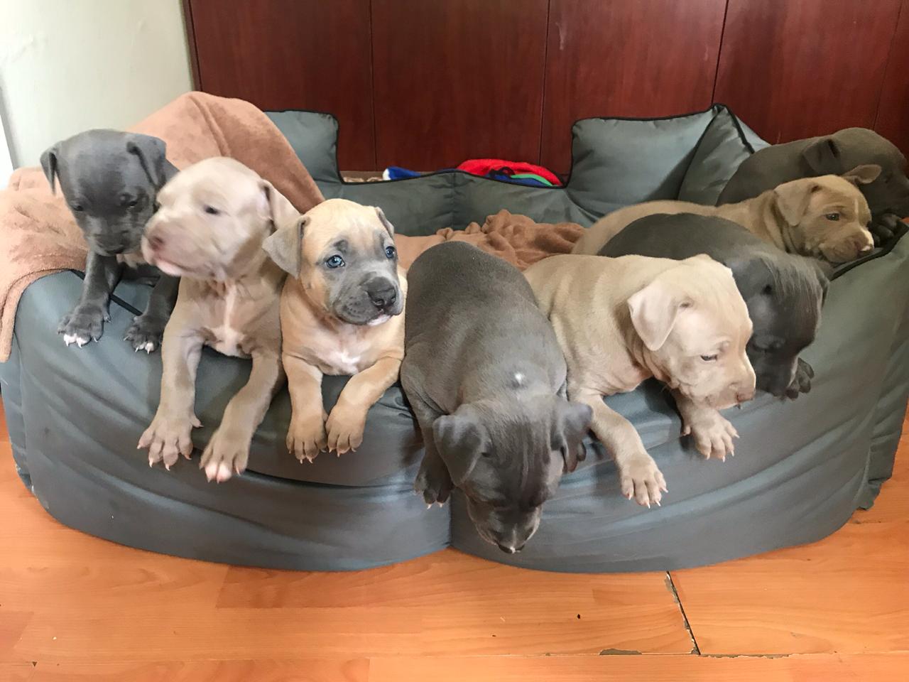 Pitbull Puppies in Cape Town (07/11/2018)