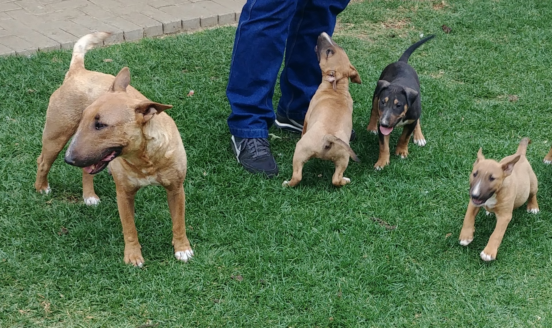 Bull Terrier Puppies in Bloemfontein (19/11/2018)