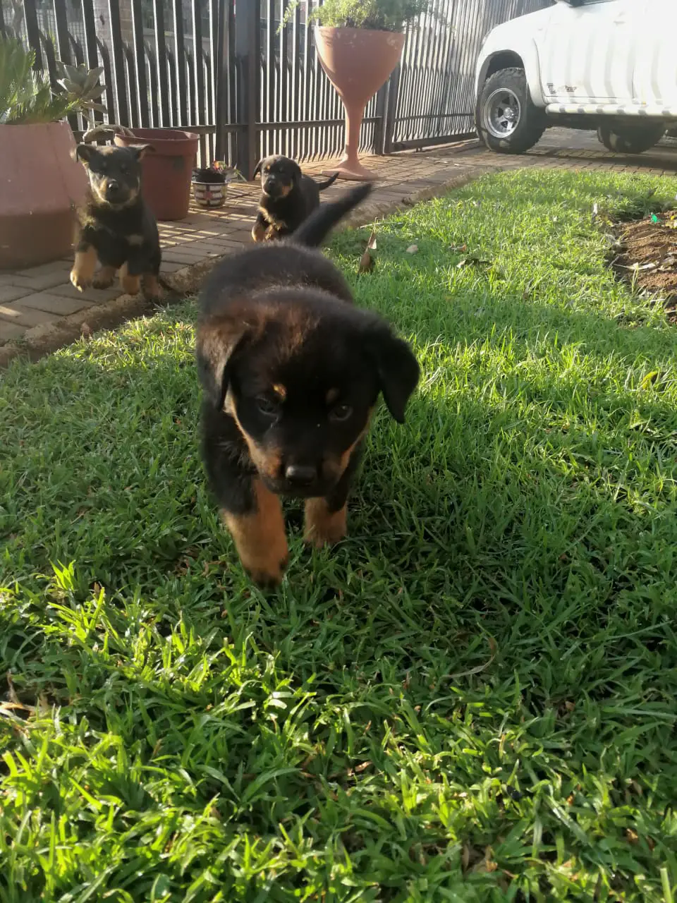 Rottweiler Puppies in Pretoria (08/11/2018)