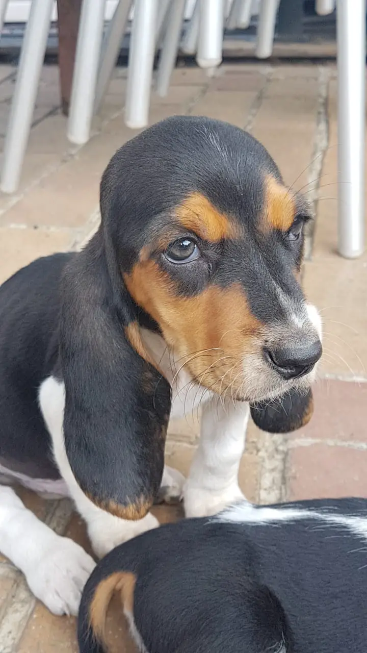 Hound Puppies in Johannesburg (06/11/2018)