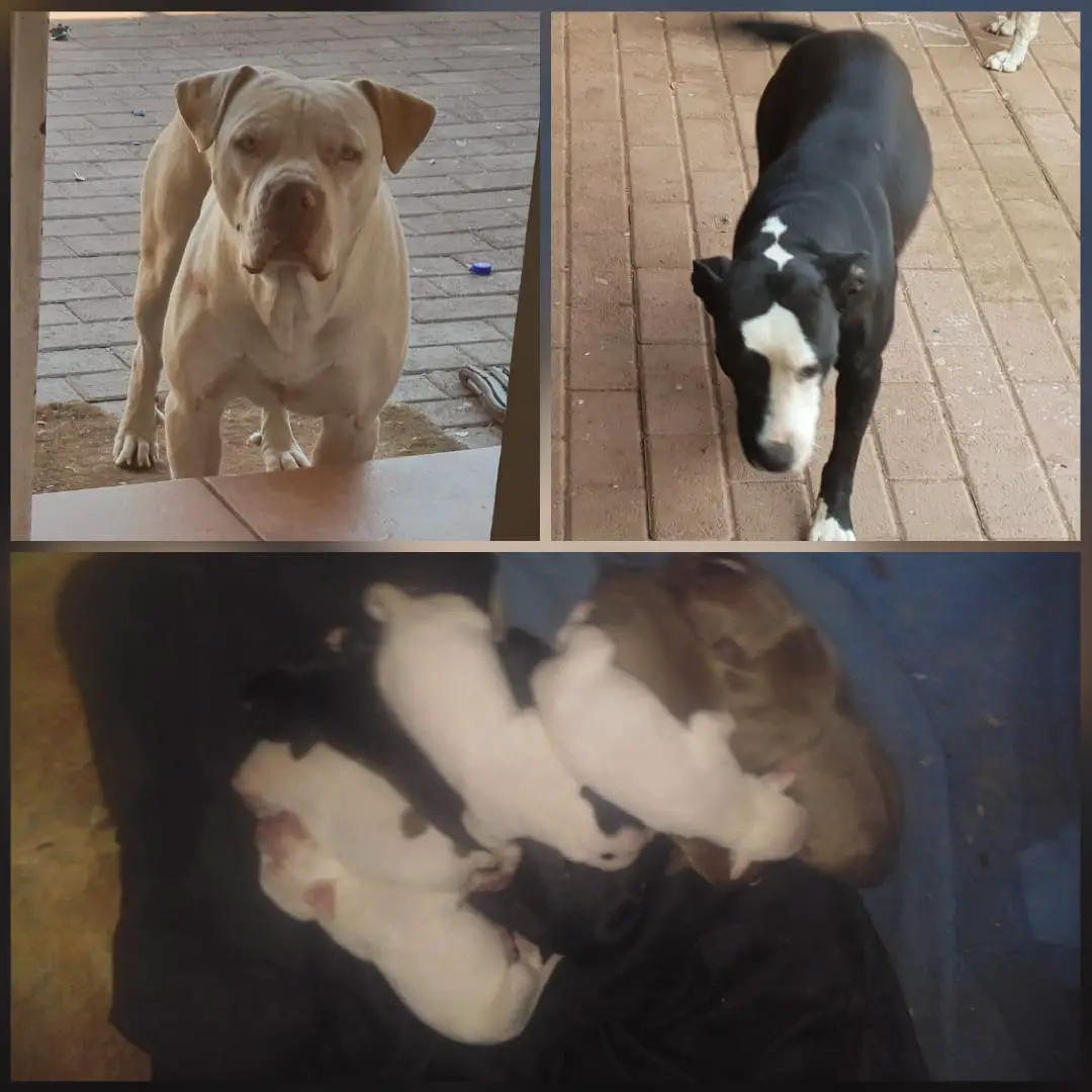 Pitbull Puppies in Pretoria (08/11/2018)