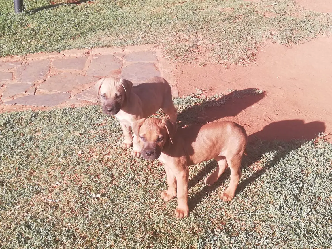 Boerboel Puppies in Pretoria (19/11/2018)