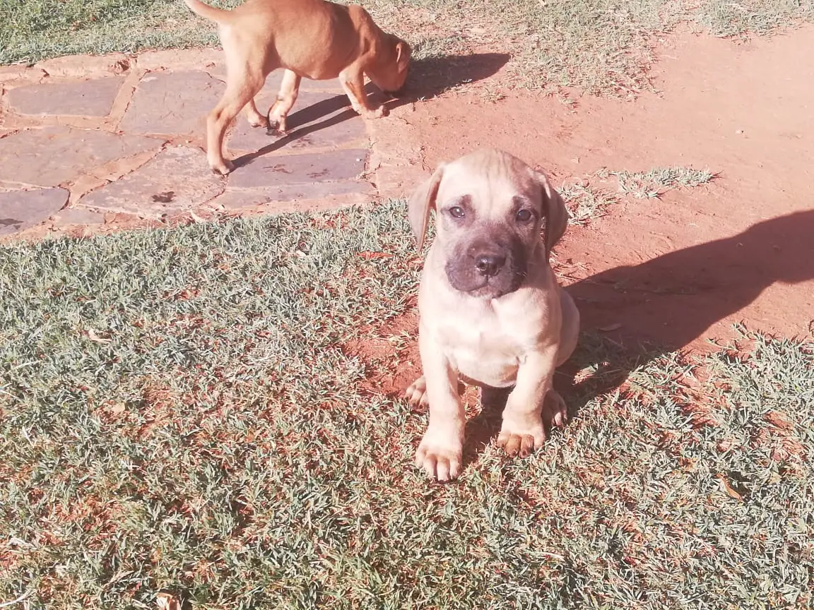 Boerboel Puppies in Pretoria (19/11/2018)