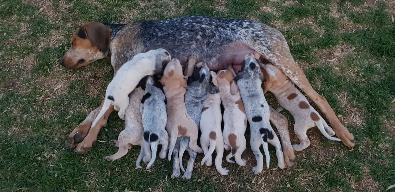 Hound Puppies in Bloemfontein (26/11/2018)