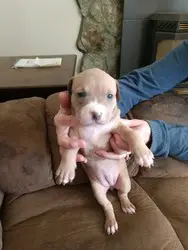 Pitbull Puppies in Cape Town (23/12/2018)