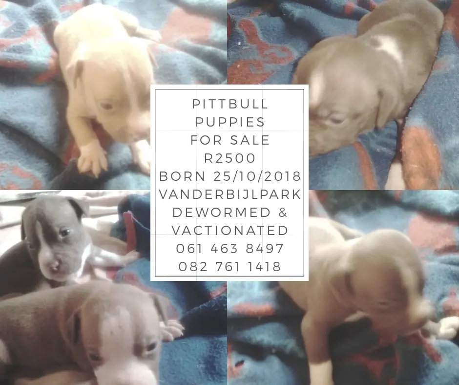 Pitbull Puppies in Johannesburg (18/12/2018)