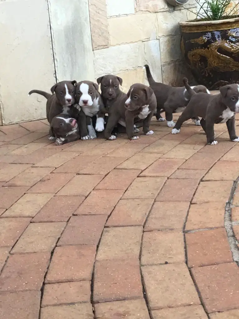 Pitbull Puppies in Johannesburg (13/12/2018)