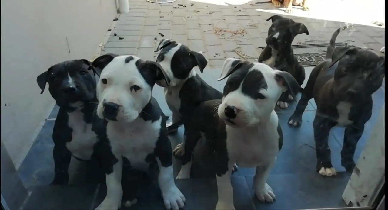 Pitbull Puppies in Cape Town (07/12/2018)