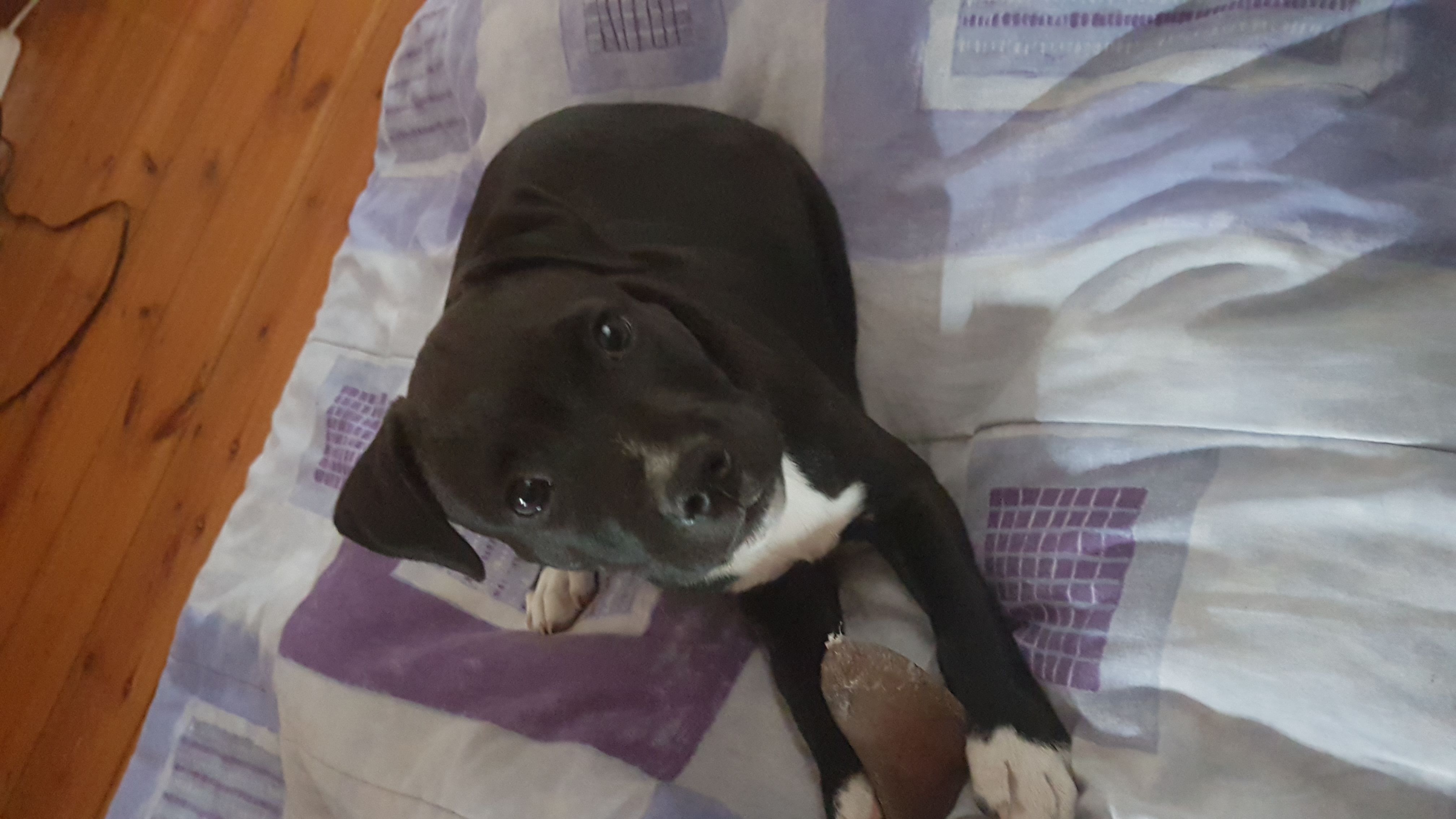 Staffie Puppies in Cape Town (27/12/2018)