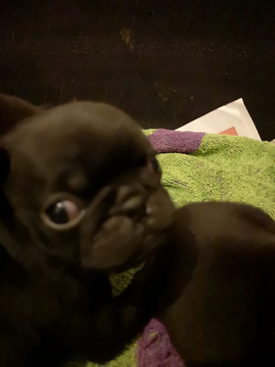 Pug Puppies in Johannesburg (11/12/2018)