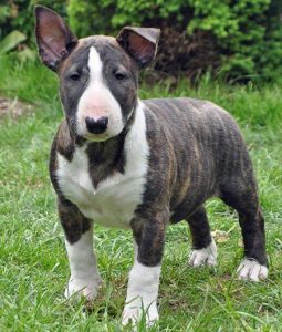 Bull Terrier Puppies in Pretoria (28/12/2018)