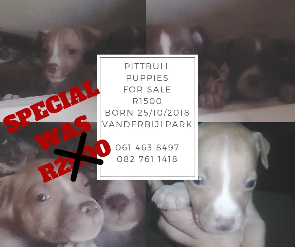 Pitbull Puppies in Vereeniging (24/01/2019)