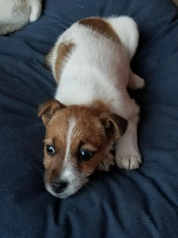Jack Russell Puppies in Cape Town (06/01/2019)