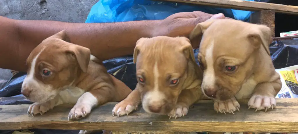 Pitbull Puppies in Cape Town (23/01/2019)