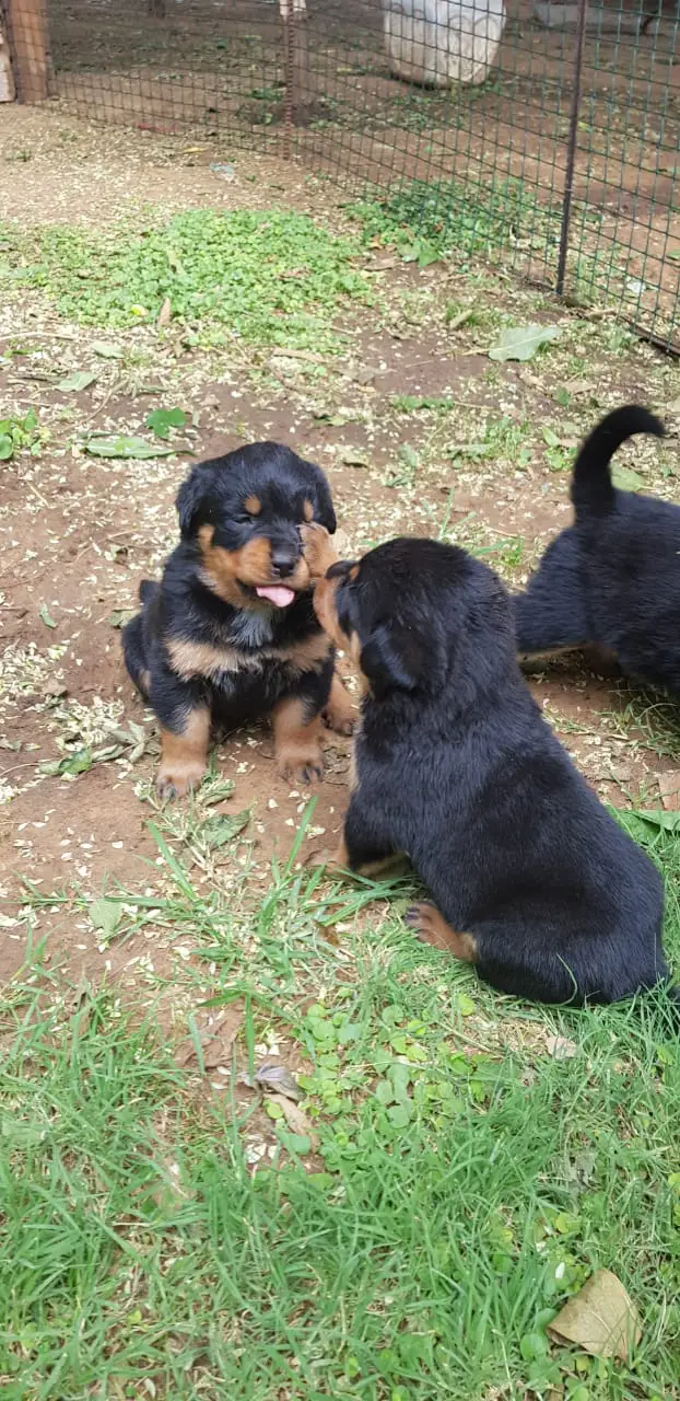 Rottweiler Puppies in Bloemfontein (27/01/2019)
