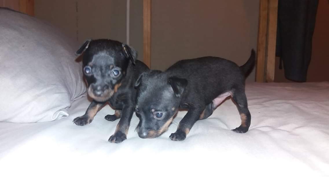 Doberman Pinscher Puppies in Pretoria (16/01/2019)