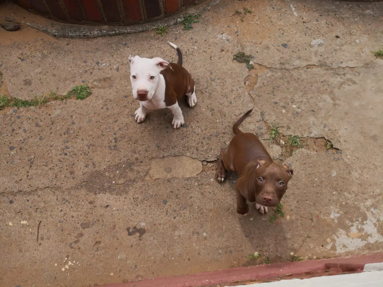 Pitbull Puppies in Kwazulu Natal (03/01/2019)