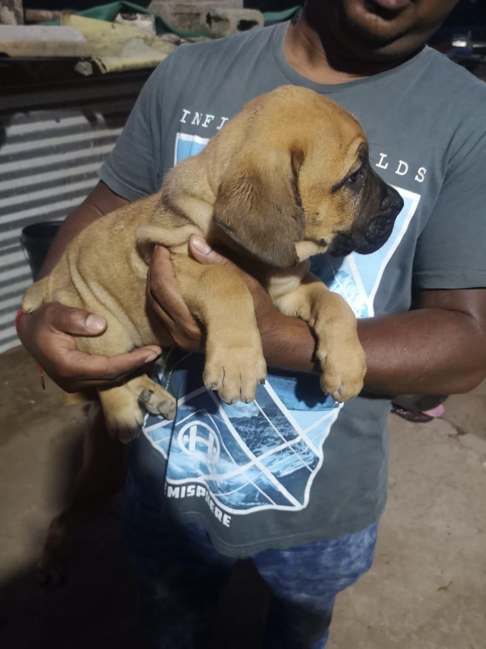 Boerboel Puppies in Kwazulu Natal (25/01/2019)