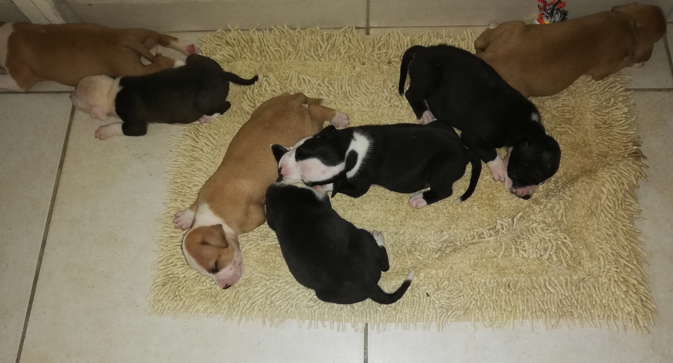 Staffie Puppies in Kwazulu Natal (28/01/2019)