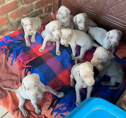 Weimaraner Puppies in Kwazulu Natal (11/01/2019)
