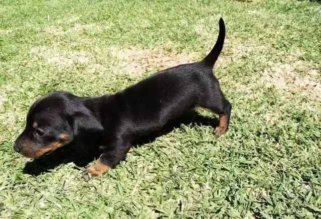 Dachshund Puppies in Cape Town (08/01/2019)