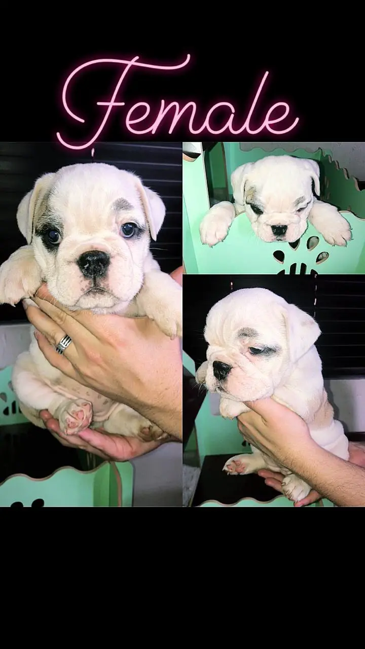 Bulldog Puppies in Johannesburg (03/02/2019)