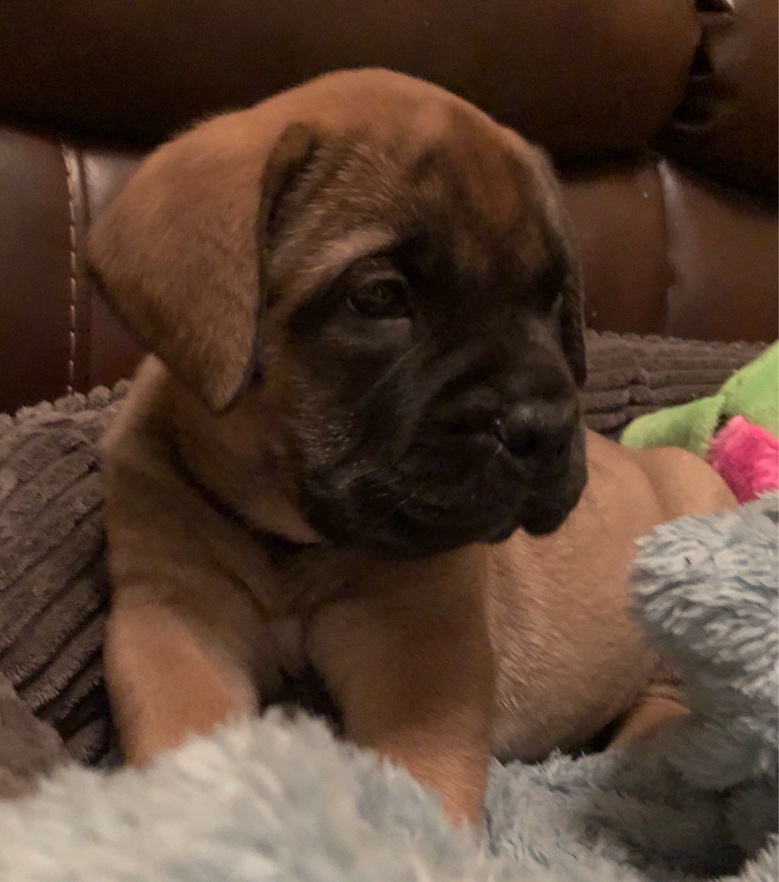 Bull Mastiff Puppies in Pretoria (18/02/2019)