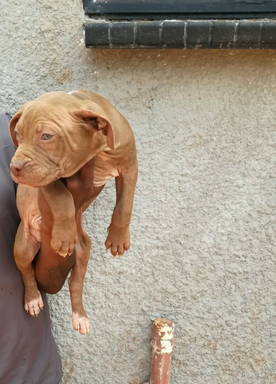 Pitbull Puppies in East Rand (13/02/2019)