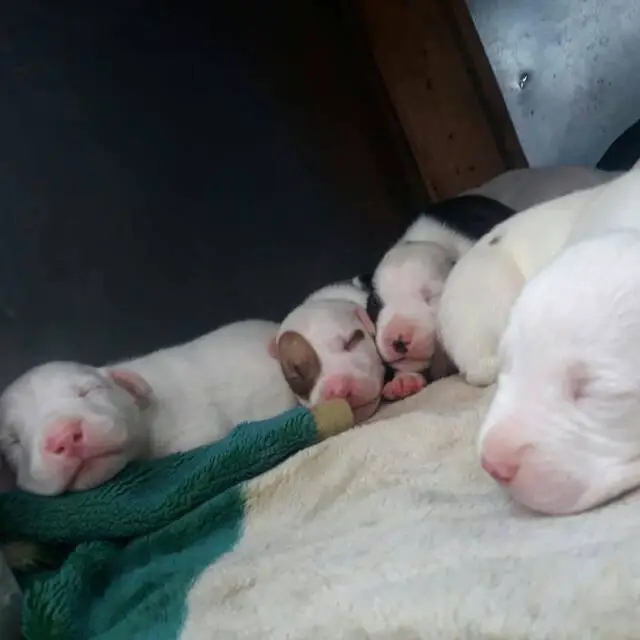 Pitbull Puppies in Johannesburg (17/02/2019)