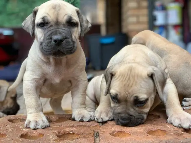 Boerboel Puppies in Johannesburg (04/02/2019)