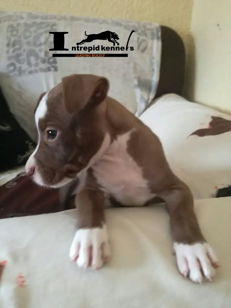 Pitbull Puppies in Johannesburg (04/02/2019)