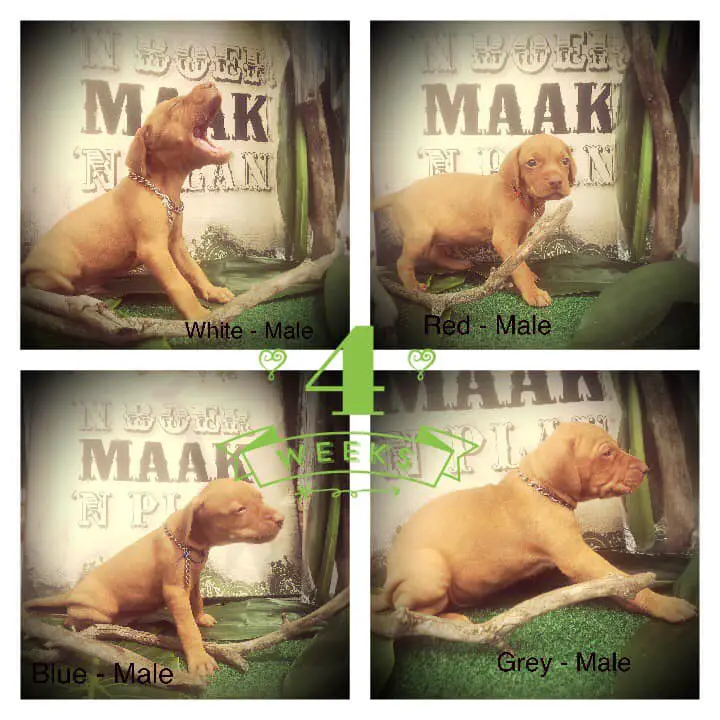 Hungarian Vizsla Puppies in Mpumalanga (12/03/2019)