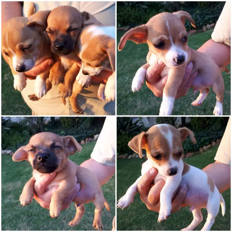 Jack Russell Puppies For Sale Page 3 of 10