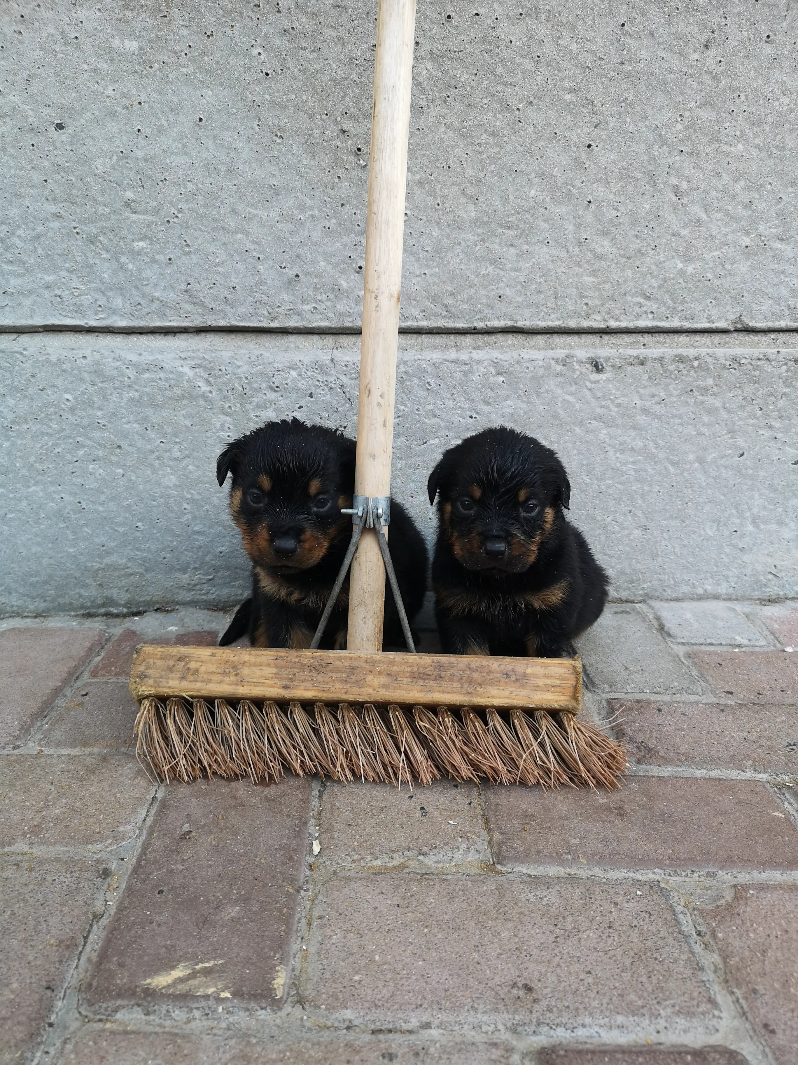 Rottweiler Puppies in Cape Town (01/04/2019)