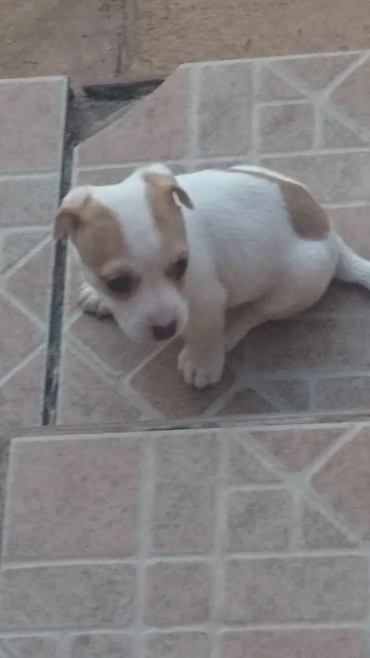Jack Russell Puppies in Johannesburg (29/05/2019)