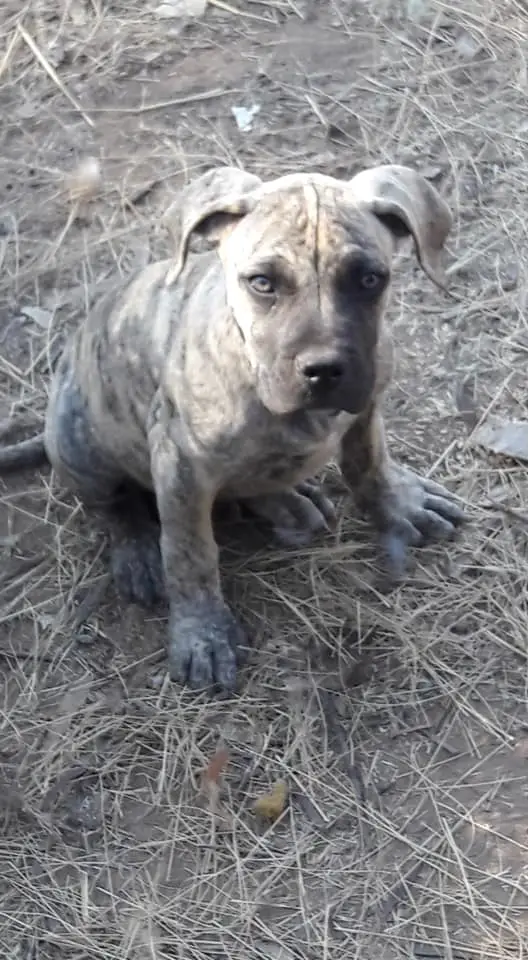Boerboel Puppies in Other (26/06/2019)