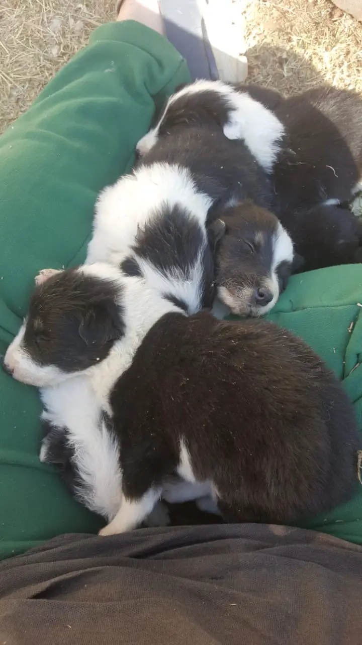 Collie Puppies in Mpumalanga (18/06/2019)