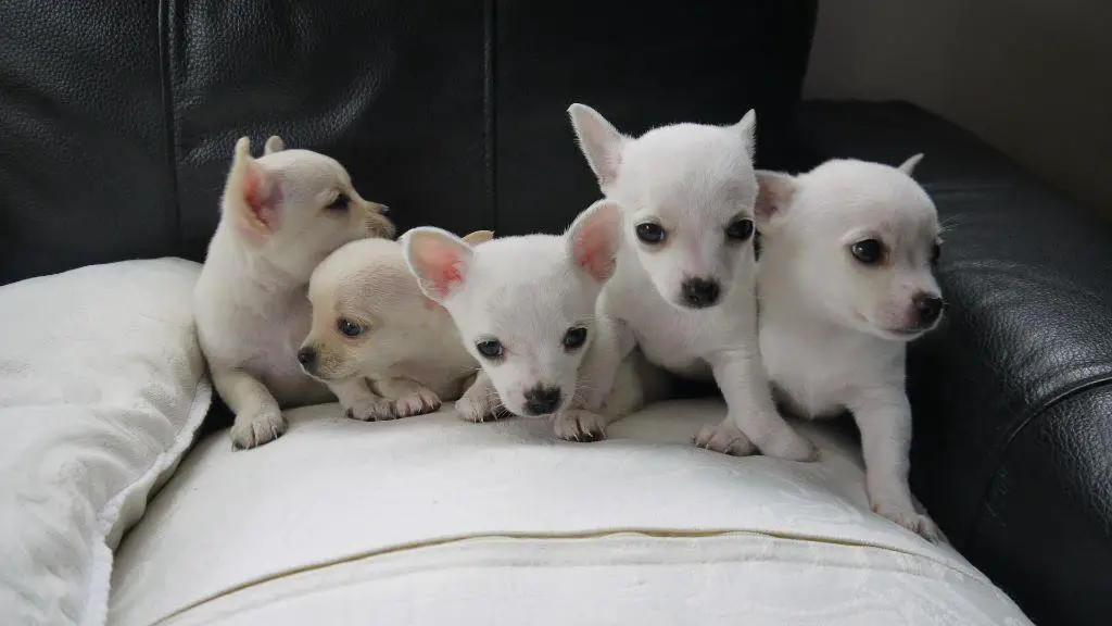 Chihuahua Puppies in Cape Town (18/06/2019)