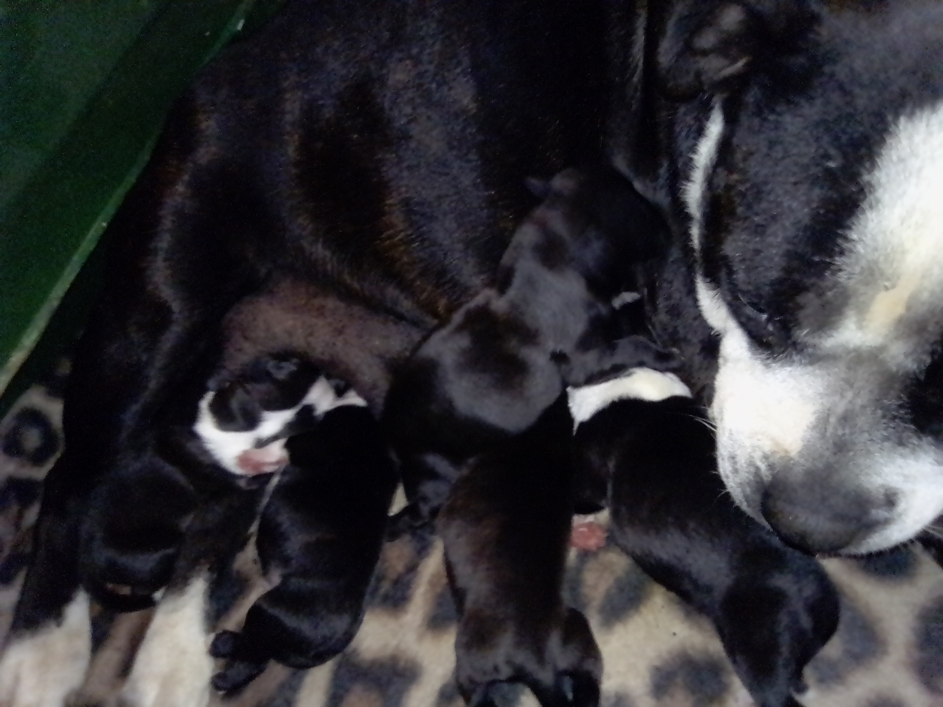 Staffie Puppies in Johannesburg (04/06/2019)