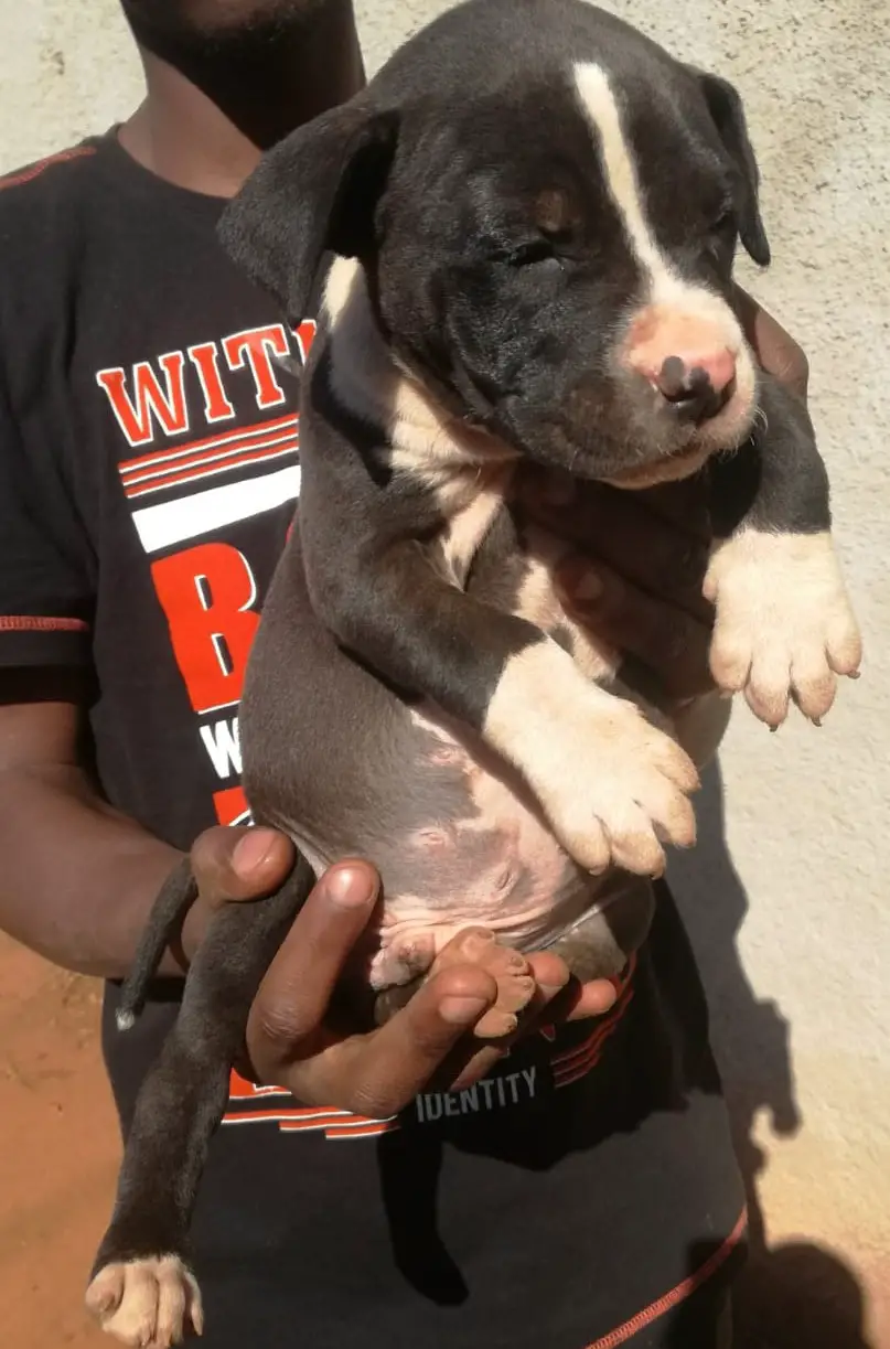 Pitbull Puppies in Johannesburg (27/06/2019)