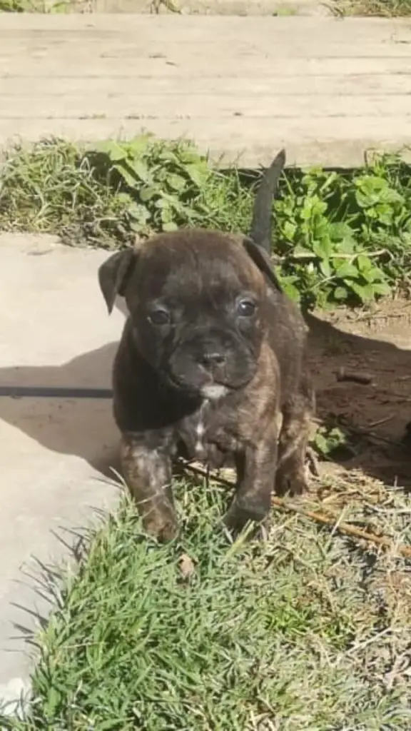 Staffie Puppies In Cape Town (18 06 2019)